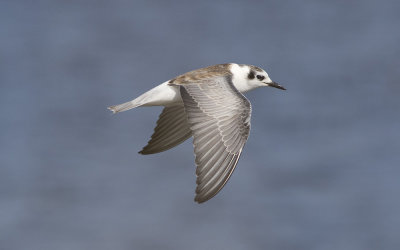 White-winged black tern (Chlidonias leucopterus)