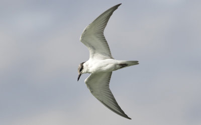 Whiskered tern (Chlidonias hybrida)