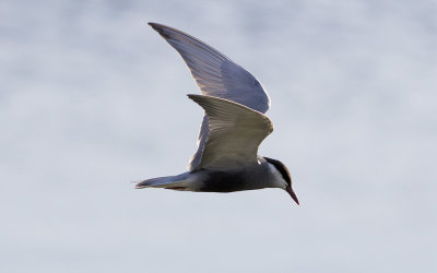 Whiskered tern