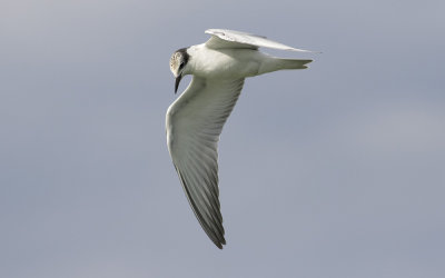 Whiskered tern (Chlidonias hybrida)