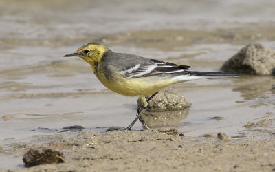 Citrine wagtail
