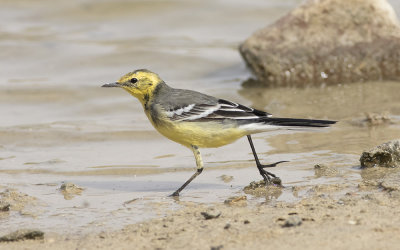 Citrine wagtail (Motacilla citreola)
