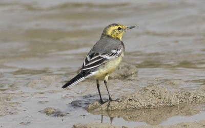 Citrine wagtail (Motacilla citreola)