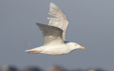 Glaucous gull