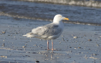 Glaucous gull (Larus hyperboreus)