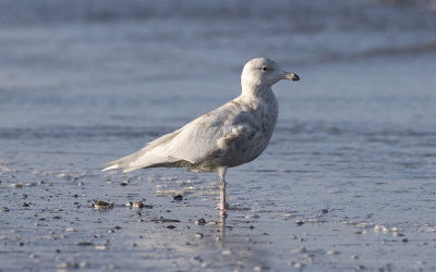Glaucous gull (Larus hyperboreus)