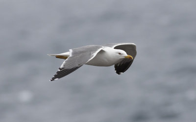 Yellow-legged Gull (Larus michahellis)