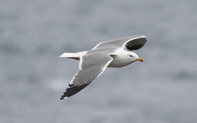 Yellow-legged Gull (Larus michahellis)
