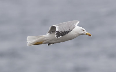 Yellow-legged Gull (Larus michahellis)