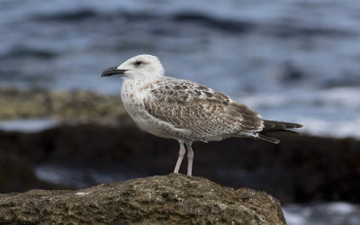 Yellow-legged Gull (Larus michahellis)