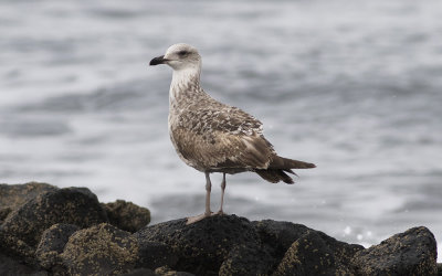 Yellow-legged Gull (Larus michahellis)