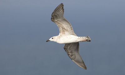 Yellow-legged Gull (Larus michahellis)