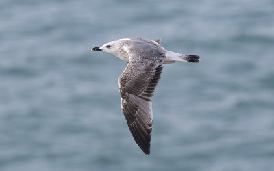 Yellow-legged Gull (Larus michahellis)