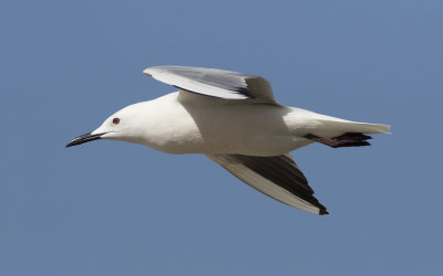 Slender-billed gull