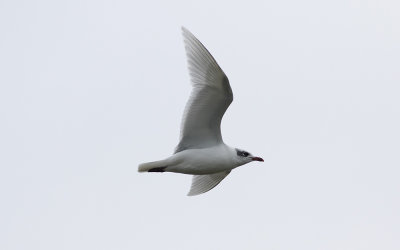 Mediterranean gull (Ichthyaetus melanocephalus)