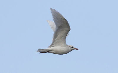Mediterranean gull (Ichthyaetus melanocephalus)