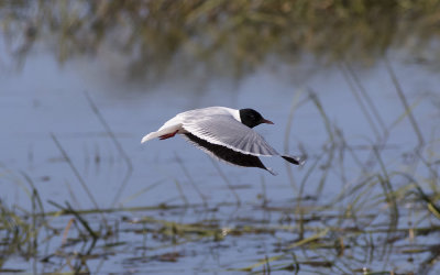 Little gull (Hydrocoloeus minutus)