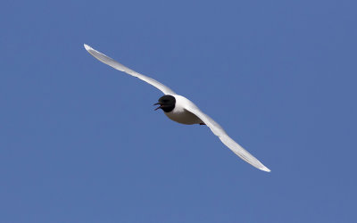 Little gull (Hydrocoloeus minutus)