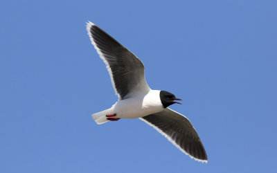 Little gull (Hydrocoloeus minutus)