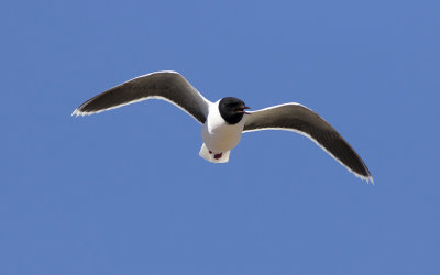 Little gull (Hydrocoloeus minutus)