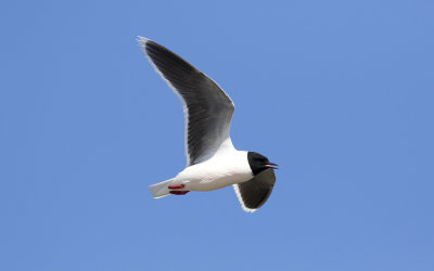 Little gull (Hydrocoloeus minutus)