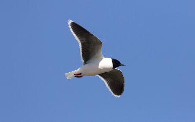 Little gull (Hydrocoloeus minutus)