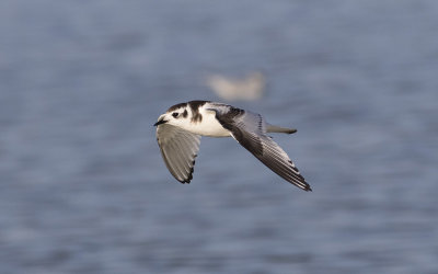 Little gull (Hydrocoloeus minutus)