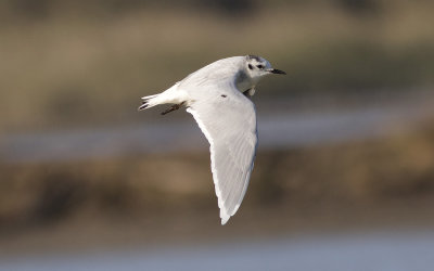 Little gull (Hydrocoloeus minutus)
