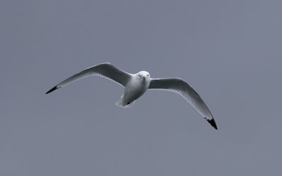 Black-legged kittiwake (Rissa tridactyla)