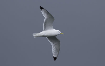 Black-legged kittiwake