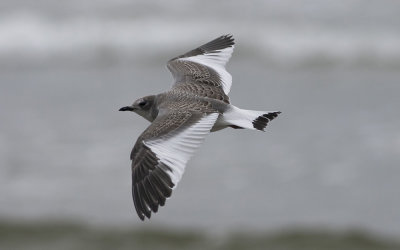 Sabine's gull