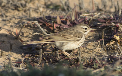 Berthelot's pipit (Anthus berthelotii)