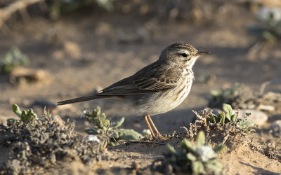 Berthelot's pipit (Anthus berthelotii)