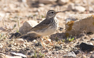 Berthelot's pipit (Anthus berthelotii)