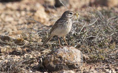 Berthelot's pipit (Anthus berthelotii)