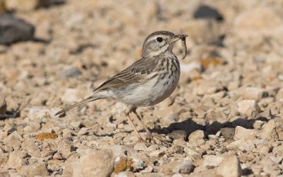 Berthelot's pipit (Anthus berthelotii)