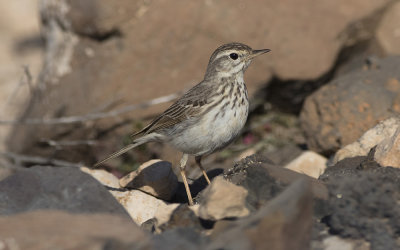 Berthelot's pipit