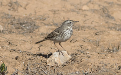 Berthelot's pipit (Anthus berthelotii)