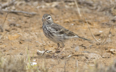 Berthelot's pipit (Anthus berthelotii maderensis)
