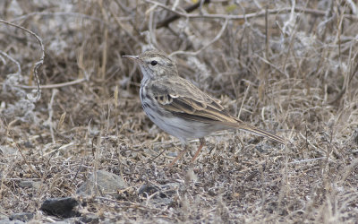 Berthelot's pipit (Anthus berthelotii maderensis)