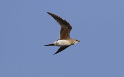 Collared pratincole (Glareola pratincola)