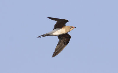 Collared pratincole (Glareola pratincola)