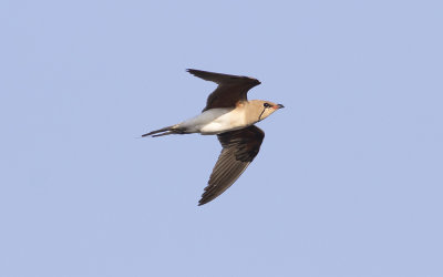 Collared pratincole (Glareola pratincola)