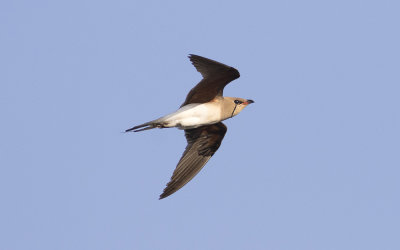 Collared pratincole (Glareola pratincola)