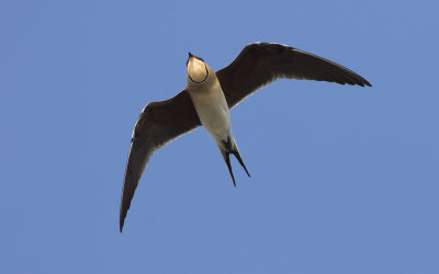Collared pratincole (Glareola pratincola)
