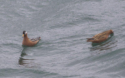 Grey phalarope (Phalaropus fulicarius)
