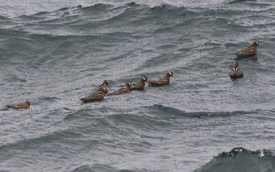 Grey phalarope (Phalaropus fulicarius)