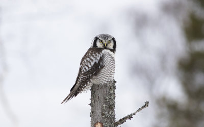 Northern hawk-owl (Surnia ulula) 