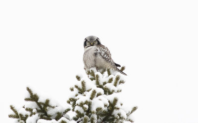 Northern hawk-owl (Surnia ulula) 