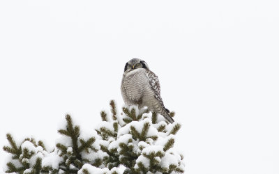 Northern hawk-owl (Surnia ulula) 